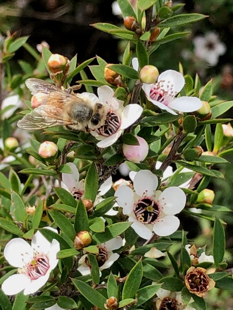 Mānuka Essential Oil